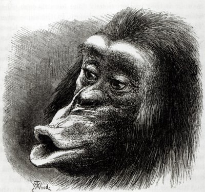 Teleurgestelde en chagrijnige chimpansee door English School